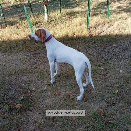 Photo 1/1 Chien retrouvé Perdu à Teyran