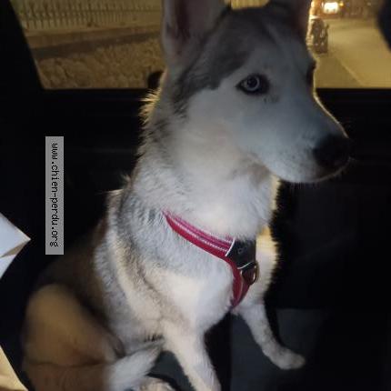 Photo 1/1 Chien retrouvé Trouvé à Parthenay