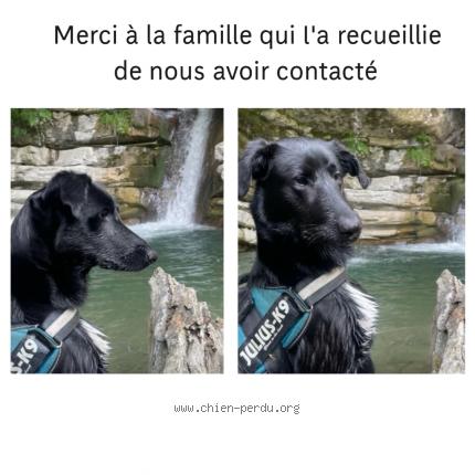 Photo 1/1 Chien trouvé Trouvé à Sigoyer