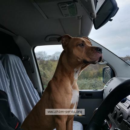 Photo de chien trouvé à Roinville