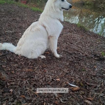 Photo 1/1 Aska Chien perdu à Artannes sur thouet