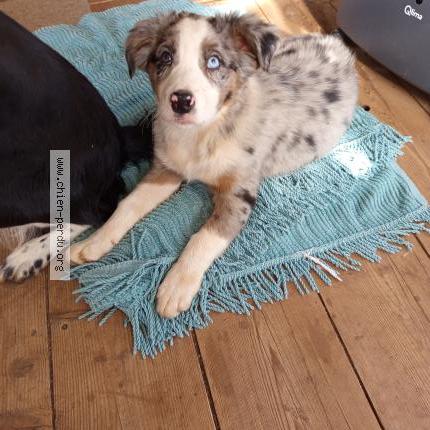 Photo 1/1 éléa breteau Chien perdu à Puechabon