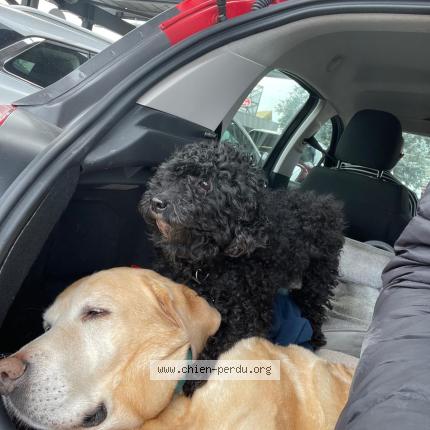 Photo 1/2 Caniche Toy Chien perdu à Montreuil