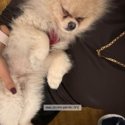 Photo 1/1 Vasco Chien perdu à Annecy