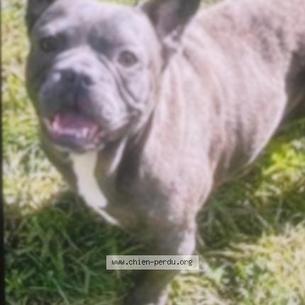 Photo 1/1 Chien retrouvé Perdu à Forchies la marche