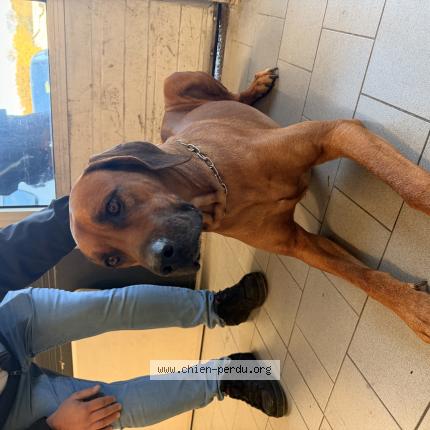 Photo 1/1 Chien retrouvé Trouvé à Draguignan