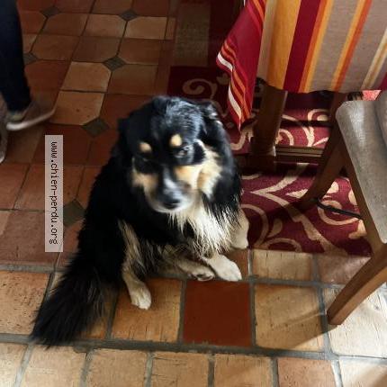 Photo 1/1 Chien trouvé Trouvé à Douzillac