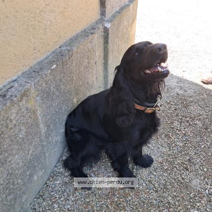 Photo 1/1 Chien retrouvé Perdu à Noyant Villages