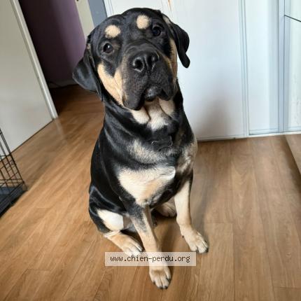 Photo de chien perdu à Chambry