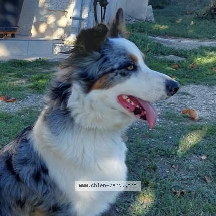 Photo 1/1 Ruby Chien perdu à Douzillac