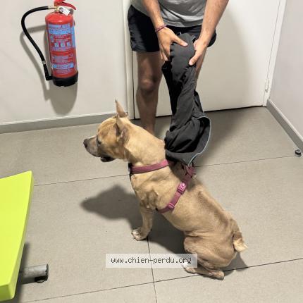 Photo 1/1 Chien retrouvé Trouvé à Saint Gilles Les Hauts