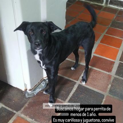 Photo de chien trouvé à Merida