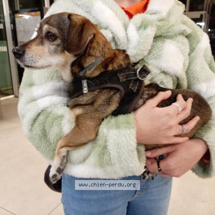 Photo de chien trouvé à Montpellier