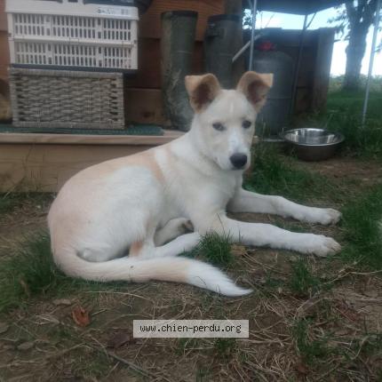 Photo de chien perdu à Noulens