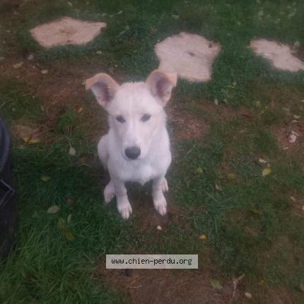 Photo 2/2 Chien retrouvé Perdu à Noulens