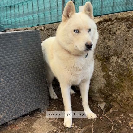 Photo 1/1 Chien retrouvé Perdu à Limoges