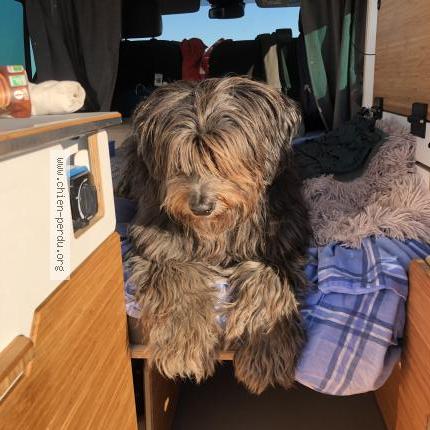 Photo de chien perdu à Chabeuil