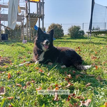 Photo 1/1 Molly Chien perdu à Bathernay