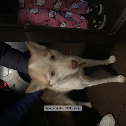 Photo 1/1 Chien retrouvé Trouvé à Troisvilles