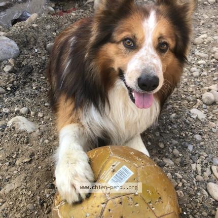 Photo 1/1 Cookie Chien perdu à Saint bardoux