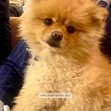 Photo 1/2 Chien retrouvé Perdu à Cannes