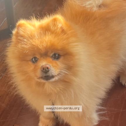 Photo 2/2 Chien retrouvé Perdu à Cannes