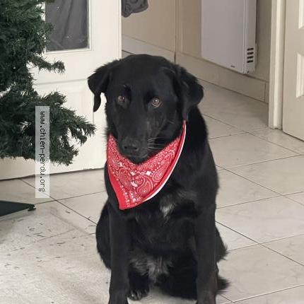 Photo 1/1 Chien retrouvé Perdu à Tours