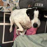 Photo de chien trouvé à Saint Plancard