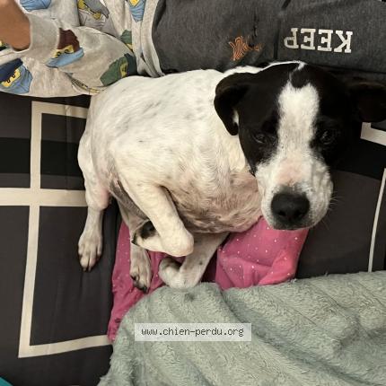 Photo de chien trouvé à Saint Plancard