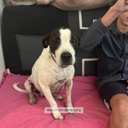 Photo 2/3 Chien trouvé Trouvé à Saint plancard