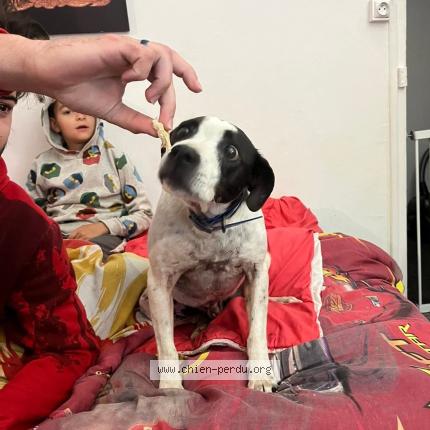 Photo 3/3 Chien trouvé Trouvé à Saint plancard