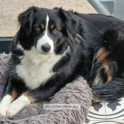 Photo 1/1 Chien retrouvé Perdu à Charron