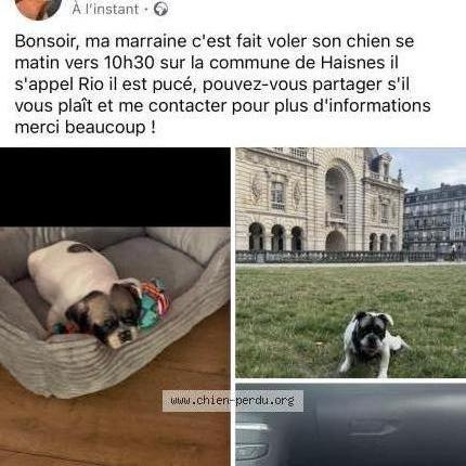 Photo 1/2 Rio Chien perdu à Haisnes