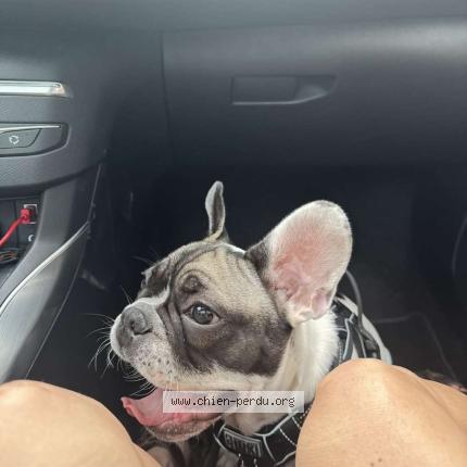 Photo 2/2 Rio Chien perdu à Haisnes