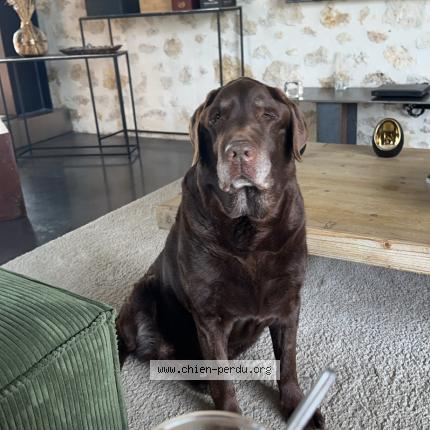 Photo 1/2 Makalou Chien perdu à Cadaujac