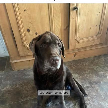Photo 2/2 Makalou Chien perdu à Cadaujac