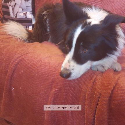 Photo de chien trouvé à Antigny La Ville