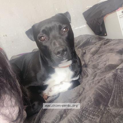 Photo 1/1 Chien retrouvé Perdu à Bordeaux