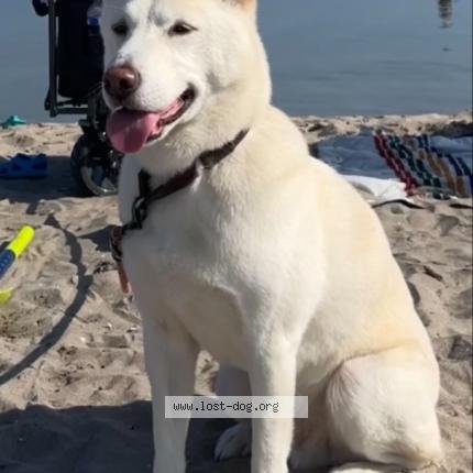 Photo 1/1 Chien retrouvé Perdu à Markham