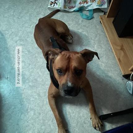 Photo 1/1 Tyson Chien perdu à Bruay la buissiere