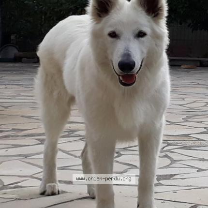 Photo 1/1 MONTHYON Chien perdu à Les pavillons sous bois