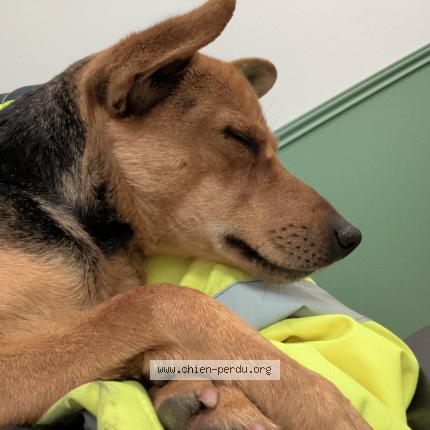 Photo 1/1 Chien trouvé Trouvé à Osny