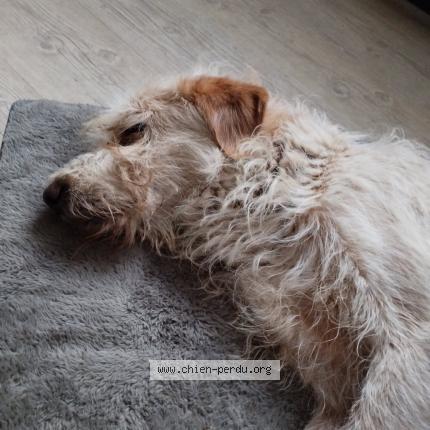 Photo 1/1 Chien retrouvé Perdu à Saint montan