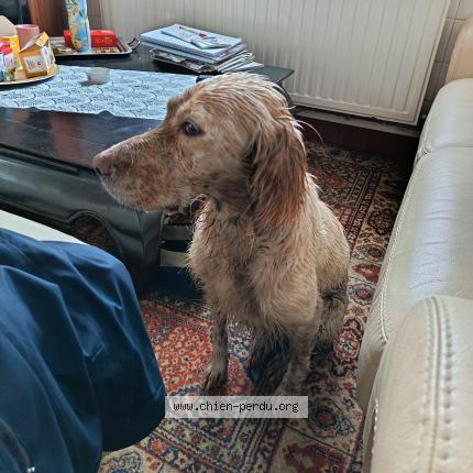 Photo 1/1 Chien trouvé Trouvé à Pleyber christ