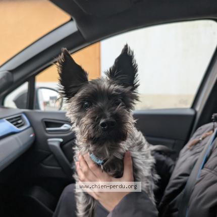 Photo 1/1 Chien trouvé Trouvé à La montagne