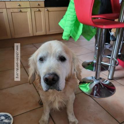 Photo 1/1 Chien retrouvé Trouvé à Marzy