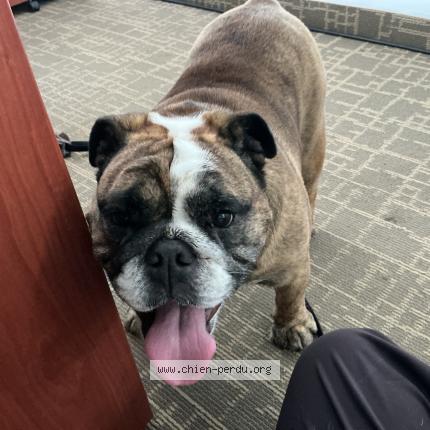 Photo 1/1 Chien retrouvé Trouvé à Saint bruno