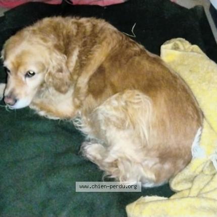 Photo de chien trouvé à Bas En Basset