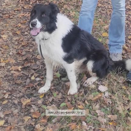 Photo de chien perdu à St Projet