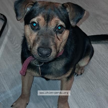 Photo 1/1 Chien retrouvé Perdu à Rancy